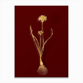 Vintage Three Cornered Leek Botanical in Gold on Red n.0079 Canvas Print