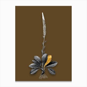 Vintage Blazing Star Black and White Gold Leaf Floral Art on Coffee Brown n.0199 Canvas Print