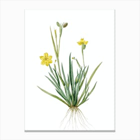 Vintage Yellow Eyed Grass Botanical Illustration on Pure White n.0016 Canvas Print