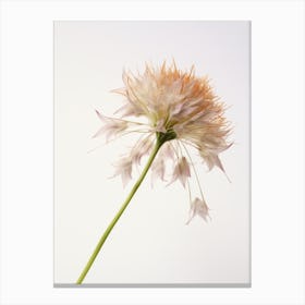 Pressed Wildflower Botanical Art Ramps Allium 2 Canvas Print