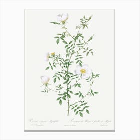 Myrtle Leaved Hedge Rose, Pierre Joseph Redoute Canvas Print