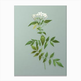 Vintage Jasmin Officinale Flower Botanical Art on Mint Green n.0103 Canvas Print