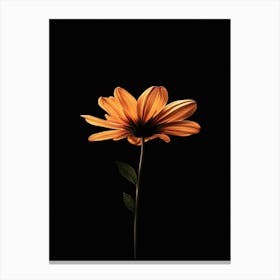 Single Flower On A Black Background Canvas Print