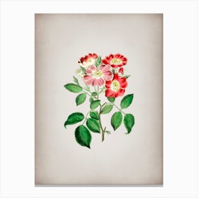 Vintage Rose Clare Flower Botanical on Parchment n.0944 Canvas Print