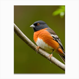 Eastern Towhee - Random Reality 2 Canvas Print