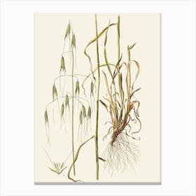 Oats flowers 1 Canvas Print