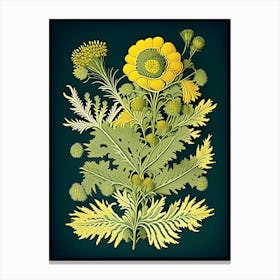 Tansy Herb Vintage Botanical Canvas Print