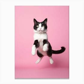 Cat Jumping On Pink Background Canvas Print