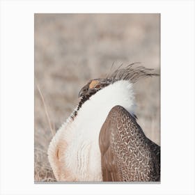 Sage Grouse In Idaho Canvas Print