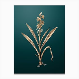 Gold Botanical Wachendorfia Thyrsiflora on Dark Teal n.2880 Canvas Print