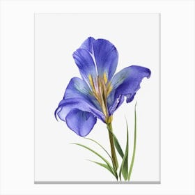 Blue Flag Iris Wildflower Watercolour 2 Canvas Print