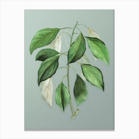 Vintage Camphor Tree Botanical Art on Mint Green n.0517 Canvas Print
