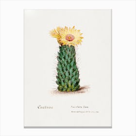 Beehive Cactus, Familie Der Cacteen Canvas Print