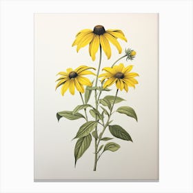 Black Eyed Susans Flower Vintage Botanical 2 Canvas Print