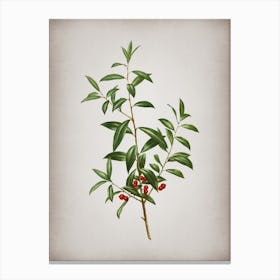 Vintage Alabama Dahoon Branch Botanical on Parchment n.0037 Canvas Print