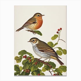 Hermit Thrush James Audubon Vintage Style Bird Canvas Print