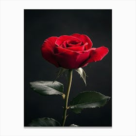 Red Rose On Black Background 31 Canvas Print