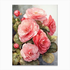 Begonia  Canvas Print