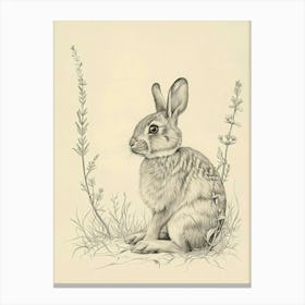 Californian Rabbit Drawing 1 Canvas Print
