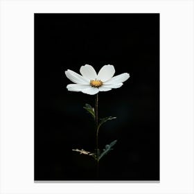 Single White Daisy 2 Canvas Print