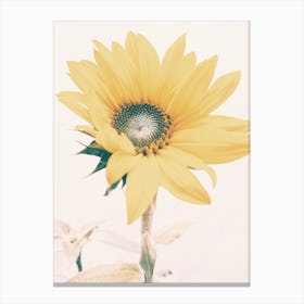 Almost Open Sunflower Canvas Print