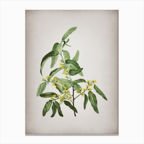 Vintage Russian Olive Botanical on Parchment n.0639 Canvas Print
