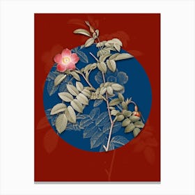 Vintage Botanical Pink Alpine Rose on Circle Blue on Red n.0197 Canvas Print