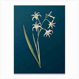 Vintage Gladiolus Cuspidatus Botanical Art on Teal Blue n.0098 Canvas Print