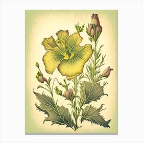 Evening Primrose Wildflower Vintage Botanical 2 Canvas Print