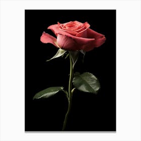 Single Pink Rose Isolated On Black Background Canvas Print