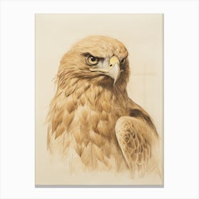 Vintage Bird Drawing Golden Eagle Canvas Print