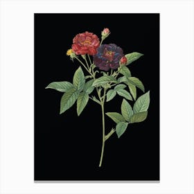 Vintage Van Eeden Rose Botanical Illustration on Solid Black Canvas Print