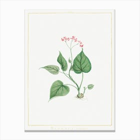 Begonia Erminea, Pierre Joseph Redoute Canvas Print