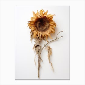 Dead Sunflower Canvas Print