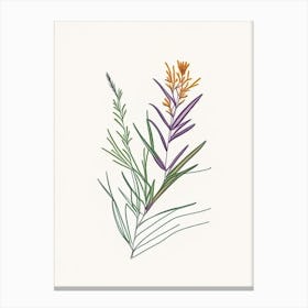 Tarragon Spices And Herbs Minimal Line Drawing Canvas Print