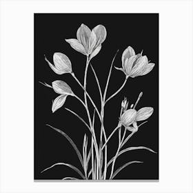 Crocus Canvas Print