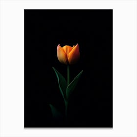 Single Tulip 2 Canvas Print