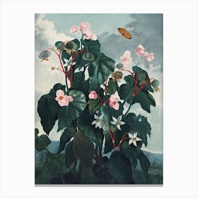 Vintage Thornton 4 Oblique Begonia Canvas Print