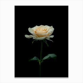 White Rose On Black Background 4 Canvas Print