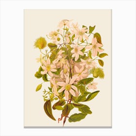 Clematis 1 Canvas Print