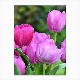 Pink Tulips 2 Canvas Print