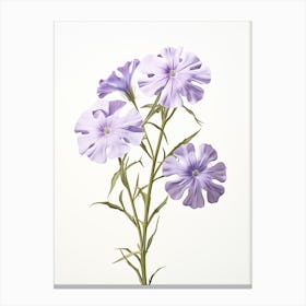 Pressed Wildflower Botanical Art Wild Phlox Canvas Print