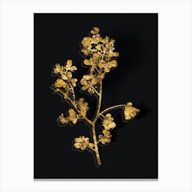 Vintage European Buckthorn Botanical in Gold on Black n.0016 Canvas Print