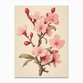 Sakura Cherry Blossom 1 Vintage Japanese Botanical Canvas Print