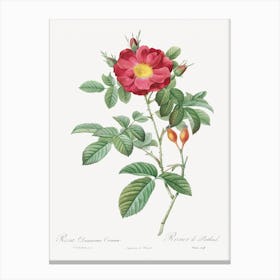 Red Portland Rose, Pierre Joseph Redoute Canvas Print