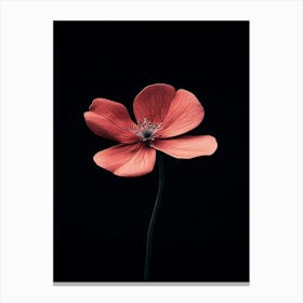 Single Pink Flower On Black Background 9 Canvas Print