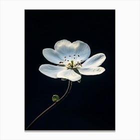 White Flower 6 Canvas Print