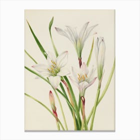 Three White Lilies Canvas Print