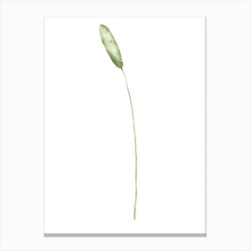 Lily Of The Valley 44 Canvas Print