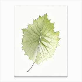 Grape Leaf Illustration Canvas Print